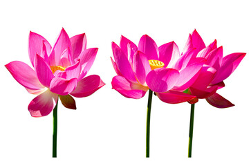 Pink lotus flower isolated on transparent background.