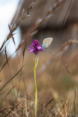 Common Blue butterfly, Polyommatus icarus, feeding on blooming Pyramidal Orchid, Anacamptis pyramidalis, Baltic Sea coastal meadow, Fårö island, Sweden. Nordic flora and pollinator diversity.