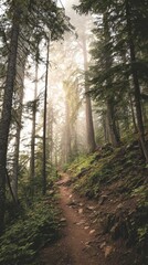 Obraz premium A misty forest path winds through tall trees.