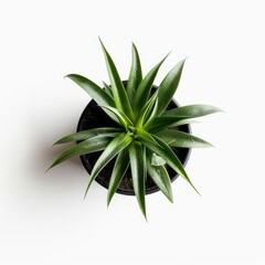 A vibrant, healthy houseplant in a dark pot, viewed from above