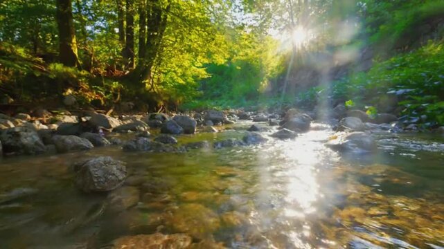 A clear stream flows over rocks through a lush green forest with sunlight shining through trees