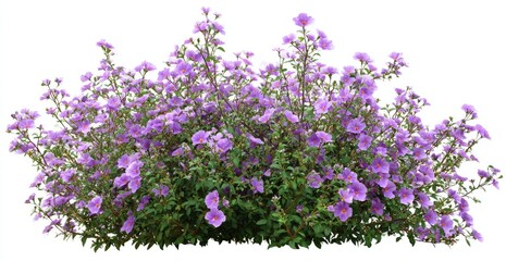 Naklejka premium Lush purple flowers in dense cluster