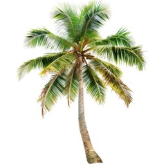 Full shot of a vibrant coconut palm tree against a white background.  Its lush green fronds and slightly curved trunk are detailed, and the lighting creates a natural, tropical feel