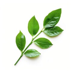 A sprig of vibrant green leaves against a white background.  Fresh, healthy foliage on a stem.  Clearly defined, well-lit, and detailed