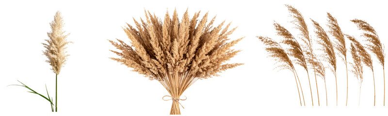 Fototapeta premium Set Reed Grass Blowing to the Side in Wind, Side View with S-Curve Stems and Flowing Plumes, Isolated on Transparent Background PNG