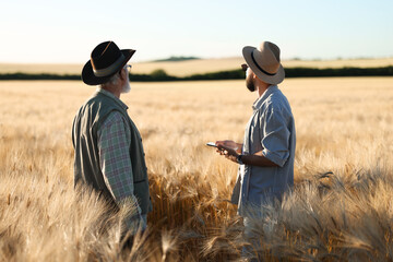 Farmers in field with ripe wheat outdoors, back view
