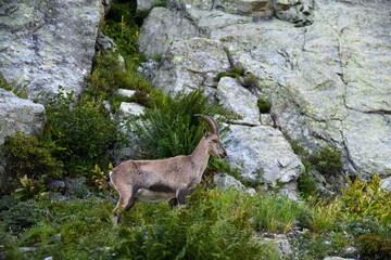 Wild ibex in the French Alps on rocky mountain terrain. Alpine wildlife, mountain goat, high altitude nature.
