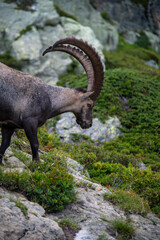 Wild ibex in the French Alps on rocky mountain terrain. Alpine wildlife, mountain goat, high...