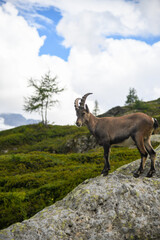 Wild ibex in the French Alps on rocky mountain terrain. Alpine wildlife, mountain goat, high altitude nature.