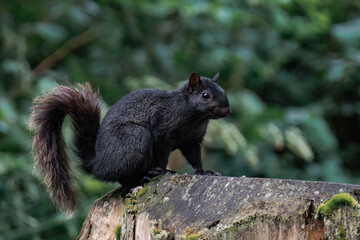 Black squirrel in British Columbia, Canada.