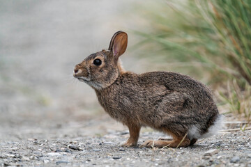 Feral bunny in British Columbia, Canada.