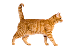 Red Tabby Cat Walking Forward, Direct Gaze, Side Profile, Isolated on White Background 