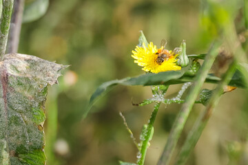 yellow flower in the grass