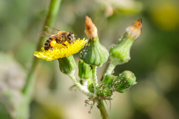 bee on a flower