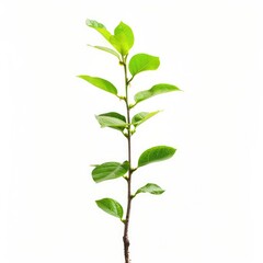 Fototapeta premium A vibrant young stem with fresh leaves against a white background. The stem extends vertically, showcasing several pairs of vibrant green leaves. 