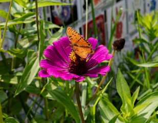butterfly on flower