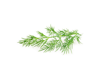 Dill isolated on white background. Fresh organic greens. Dill plantation. Dill leaves. Bunch of spring young dill. Vitamins. Fiber. Aromatic culinary spice.