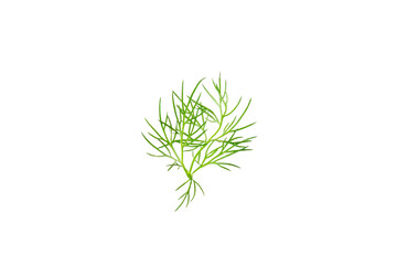 Dill isolated on white background. Fresh organic greens. Dill plantation. Dill leaves. Bunch of spring young dill. Vitamins. Fiber. Aromatic culinary spice.
