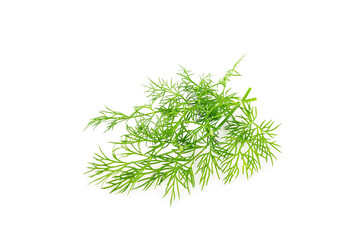 Dill isolated on white background. Fresh organic greens. Dill plantation. Dill leaves. Bunch of spring young dill. Vitamins. Fiber. Aromatic culinary spice.