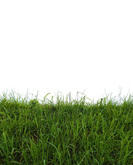 Fototapeta premium Lush Green Grass Isolated on Black Background – Natural PNG Element for Eco and Landscape Design green wild grass isolated