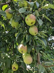 A ripe pear hangs from a branch among thick green leaves. Its skin is delicate, with a pink blush. It waits for the right moment to reveal its sweet taste