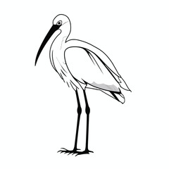 Vector illustration of ibis bird drawing isolated on white background