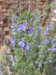 Abeja recolectando néctar 
