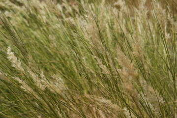 Close-up of Tall Grass and Reeds in a Field