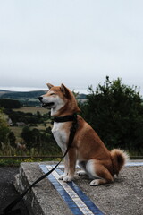 A Shiba Inu dog sitting in the English countryside.