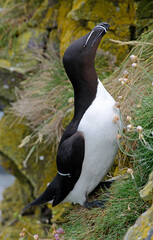 Pingouin torda, Petit Pingouin
Alca torda, Razorbill