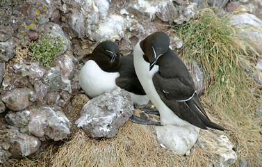 Pingouin torda, Petit Pingouin
Alca torda, Razorbill, nid