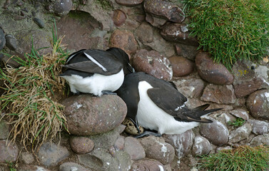 Pingouin torda, Petit Pingouin
Alca torda, Razorbill, nid, oeuf,