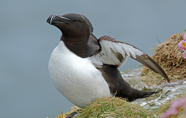 Pingouin torda, Petit Pingouin
Alca torda, Razorbill