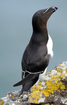 Pingouin torda, Petit PingouinAlca torda, Razorbill