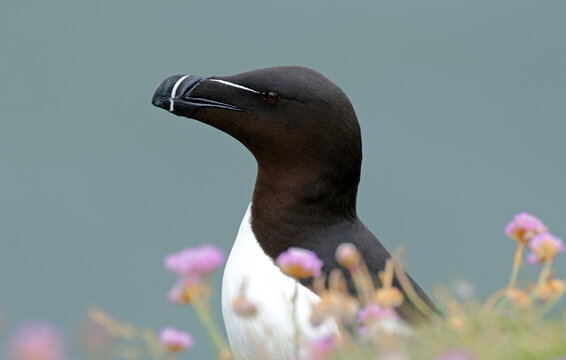 Pingouin torda, Petit PingouinAlca torda, Razorbill