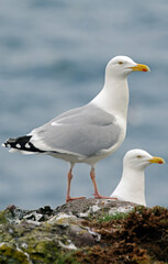Fototapeta premium Goéland argenté, Larus argentatus, European Herring Gull