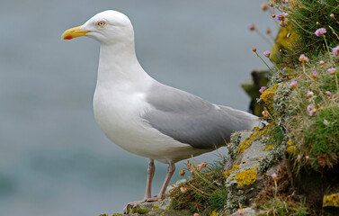 Goéland argenté,
Larus argentatus, European Herring Gull