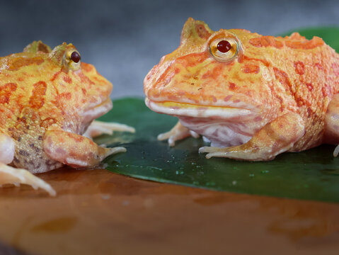 Two Wide mouth or Argentine horned frog (Ceratophrys ornata) or albino pacman frog with orange color on a green leaf.