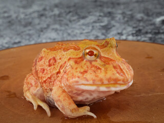 Wide mouth or Argentine horned frog (Ceratophrys ornata) or albino pacman frog with orange color on...