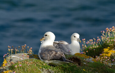 Fulmar boréal,  Pétrel fulmar, Nid, Fulmarus glacialis, Northern Fulmar
