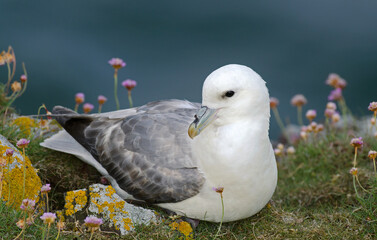 Fulmar boréal,  Pétrel fulmar, Nid, Fulmarus glacialis, Northern Fulmar