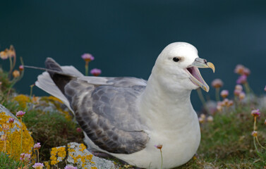 Fulmar boréal,  Pétrel fulmar, Nid, Fulmarus glacialis, Northern Fulmar