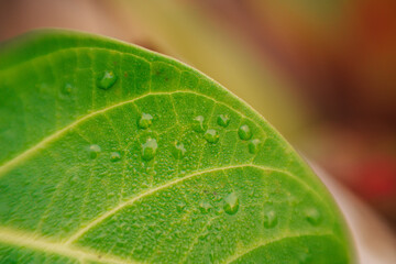 Close-up of a green leaf with water droplets, blurred background.