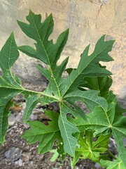 tropical papaya tree with ripe fruits