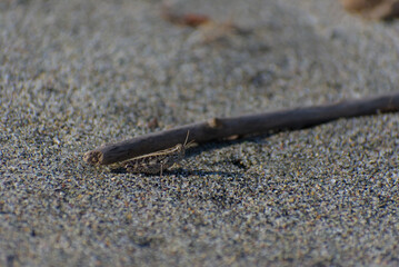 A small brown grasshopper is camouflaged among grains of sand and a piece of driftwood on a bright, sunny day.
