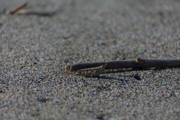 A small brown grasshopper is camouflaged among grains of sand and a piece of driftwood on a bright, sunny day.