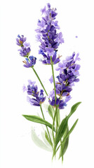 Lavender blooms on white background with green stems and purple flowers