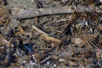 A small brown lizard is camouflaged among driftwood, shells, and other debris on a sandy beach on a sunny day.