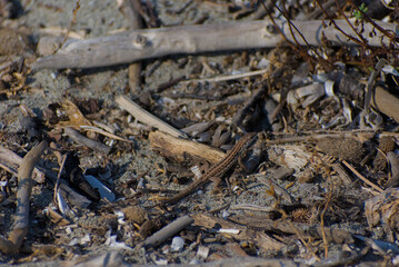A small brown lizard is camouflaged among driftwood, shells, and other debris on a sandy beach on a sunny day.
