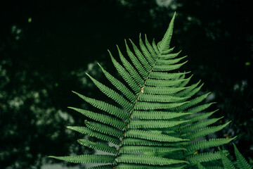 green fern leaves